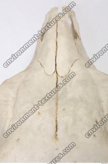 Photo Reference of Animal Skull